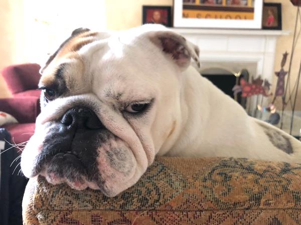 /Images/uploads/Long Island Bulldog Rescue/LIBR-2025-Calendar/entries/33529thumb.jpg